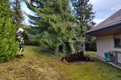 Sicherung des Baumes